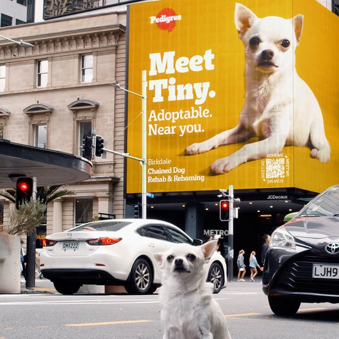 ADoptable  |  Pedigree 