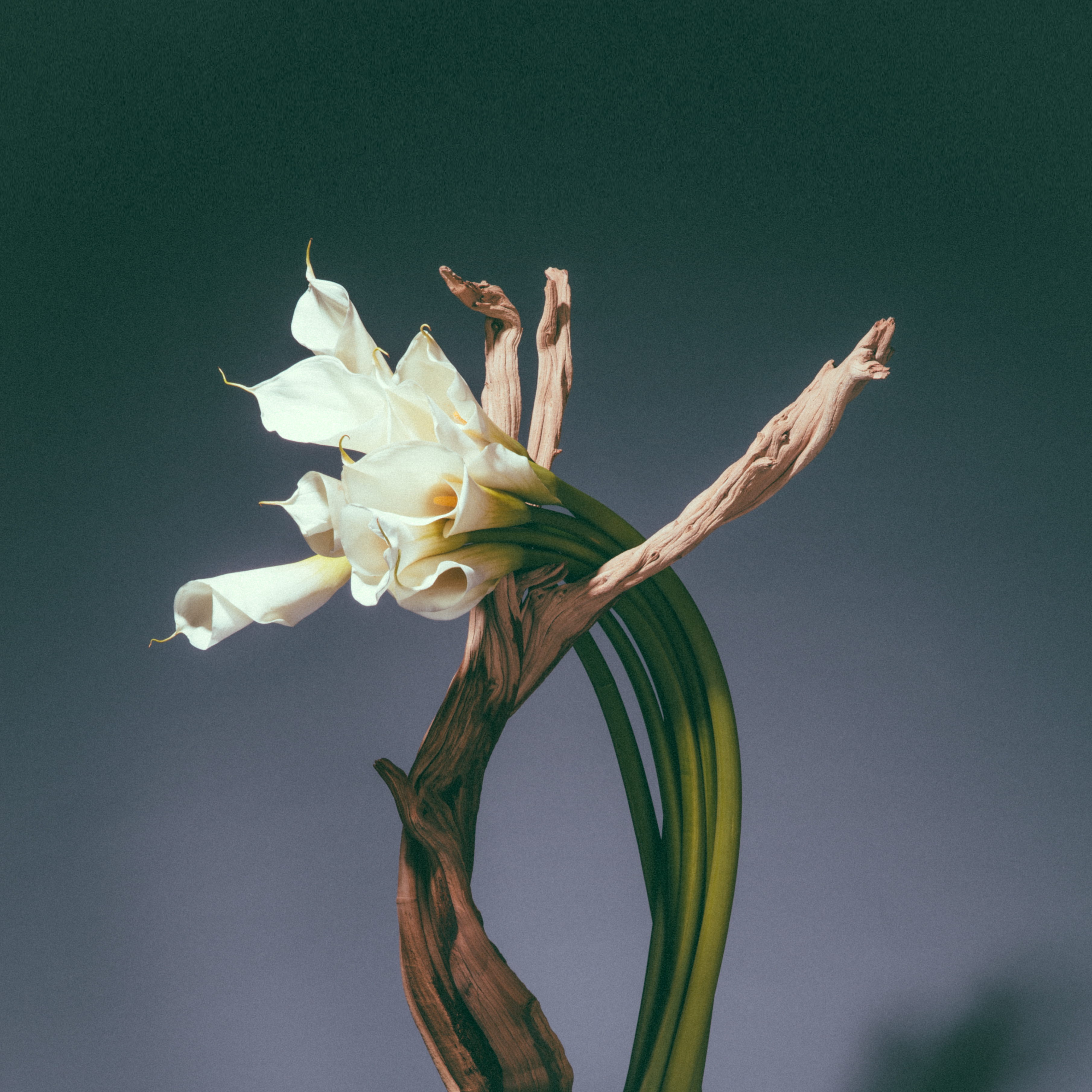 Bruise / Respect / Corruption